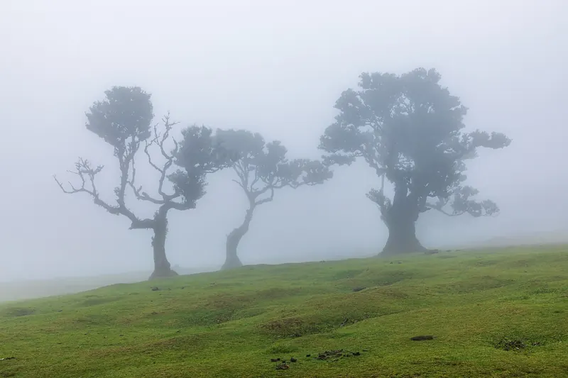 Fanal Forest — Ancient laurel trees, mist and a landscape straight out of a fairy tale.