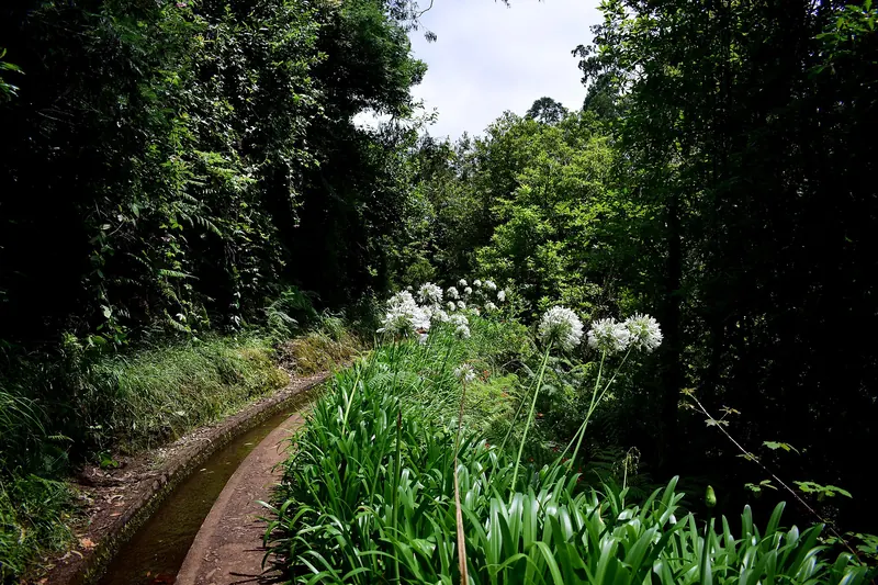 Levada walk through the laurel forest in Madeira